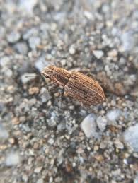 Attēlu rezultāti vaicājumam “Sitona sp.”