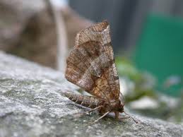 Attēlu rezultāti vaicājumam “Selenia dentaria”