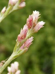 Attēlu rezultāti vaicājumam “Gnaphalium sylvaticum flower”