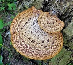 Attēlu rezultāti vaicājumam “Polyporus squamosus”