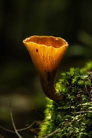 Attēlu rezultāti vaicājumam “fungi”