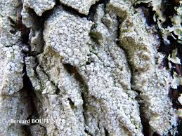 Attēlu rezultāti vaicājumam “Pertusaria albescens”