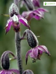 Attēlu rezultāti vaicājumam “Epipactis atrorubens fruit”