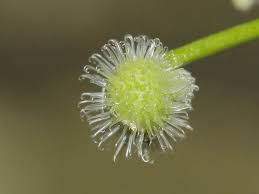 Attēlu rezultāti vaicājumam “Galium odoratum flower”