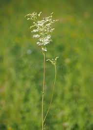 Attēlu rezultāti vaicājumam “Filipendula vulgaris leaf”