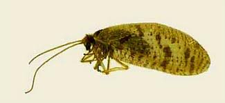 Attēlu rezultāti vaicājumam “Hemerobiidae”