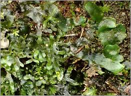Attēlu rezultāti vaicājumam “Pellia endiviifolia sporophyte”