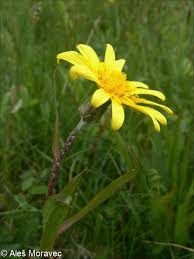 Attēlu rezultāti vaicājumam “Scorzonera humilis bud”