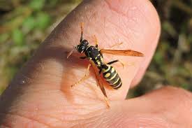 Attēlu rezultāti vaicājumam “Polistes nimpha”