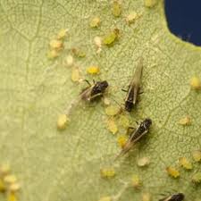 Attēlu rezultāti vaicājumam “Chaitophorus populeti”