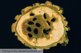 Attēlu rezultāti vaicājumam “Cossus cossus larva”
