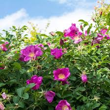 Attēlu rezultāti vaicājumam “xComagaria rosea”