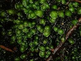 Attēlu rezultāti vaicājumam “Scapania undulata”