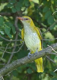 Attēlu rezultāti vaicājumam “Oriolus oriolus female”