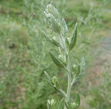 Image result for Artemisia vulgaris