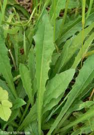 Attēlu rezultāti vaicājumam “Leontodon hispidus leaf”