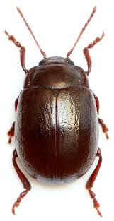 Attēlu rezultāti vaicājumam “Chrysolina staphylaea”