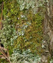 Attēlu rezultāti vaicājumam “Hypnum pallescens”