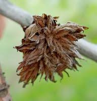 Attēlu rezultāti vaicājumam “Andricus foecundatrix”