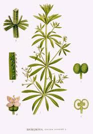 Image result for Galium aparine