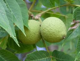 Attēlu rezultāti vaicājumam “Juglans x sinensis”