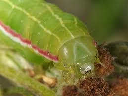 Attēlu rezultāti vaicājumam “Eucarta virgo”