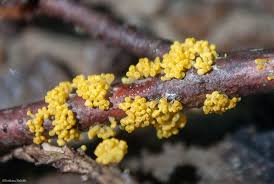 Attēlu rezultāti vaicājumam “Physaraceae”