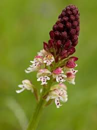 Attēlu rezultāti vaicājumam “Orchis ustulata”