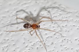 Attēlu rezultāti vaicājumam “Steatoda grossa”