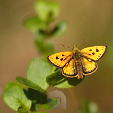 Attēlu rezultāti vaicājumam “Carterocephalus silvicolus”
