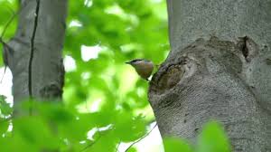Attēlu rezultāti vaicājumam “Sitta europaea nest”