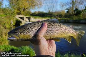 Attēlu rezultāti vaicājumam “Salmo trutta”