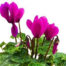 Image result for Cyclamen persicum