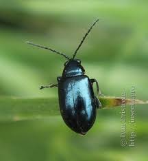 Attēlu rezultāti vaicājumam “Altica sp.”