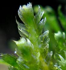 Attēlu rezultāti vaicājumam “Breidleria pratensis”