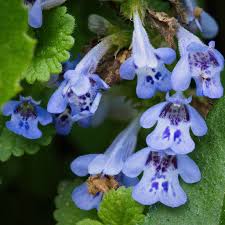 Attēlu rezultāti vaicājumam “Glechoma hederacea flower”