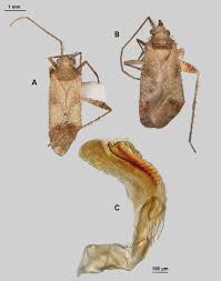 Attēlu rezultāti vaicājumam “Phytocoris sp.”