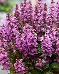 Attēlu rezultāti vaicājumam “Ajuga reptans flower”