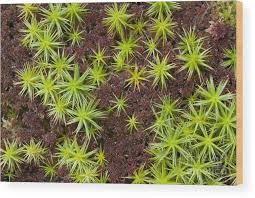 Attēlu rezultāti vaicājumam “Polytrichum commune”