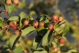 Attēlu rezultāti vaicājumam “Cotoneaster multiflorus leaf”