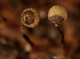 Attēlu rezultāti vaicājumam “Cribraria aurantiaca”