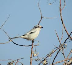 Attēlu rezultāti vaicājumam “Lanius excubitor adult”