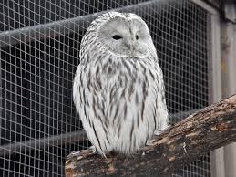 Attēlu rezultāti vaicājumam “Strix uralensis”