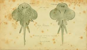 Image result for Leucoraja