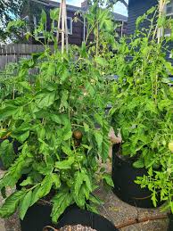 Afbeeldingsresultaat voor black sea man tomato