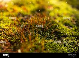 Attēlu rezultāti vaicājumam “Schistidium apocarpum stalked”