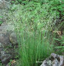 Attēlu rezultāti vaicājumam “Deschampsia flexuosa bud”