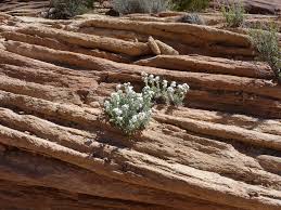 Attēlu rezultāti vaicājumam “Cribraria oregana macro”