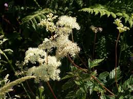 Image result for Filipendula ulmaria