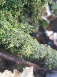 Attēlu rezultāti vaicājumam “Blepharostoma trichophyllum”